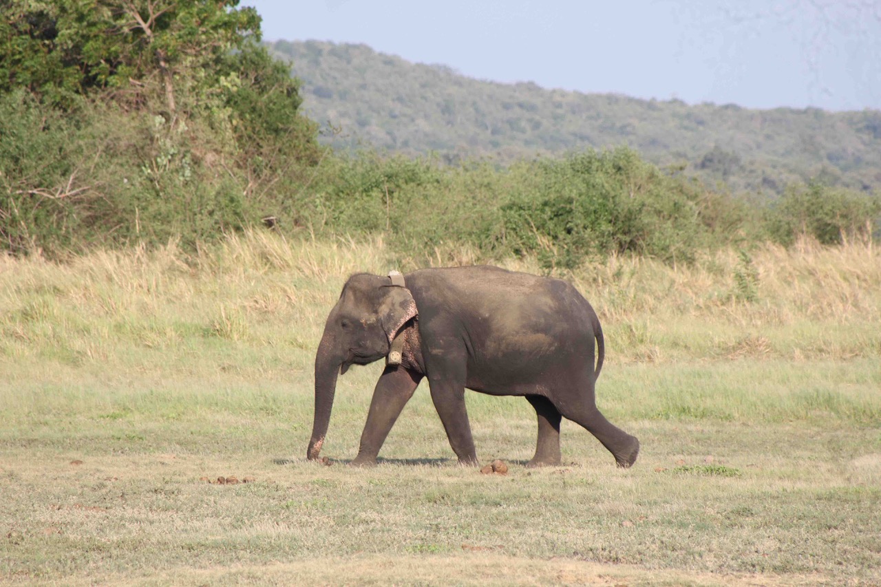 Minneriya NP 2